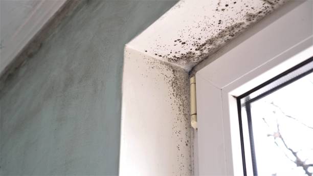 Mold Removal for HVAC Installations